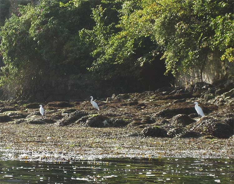 Little Egrets on the foreshore where the Greenbank Hotel wants to build